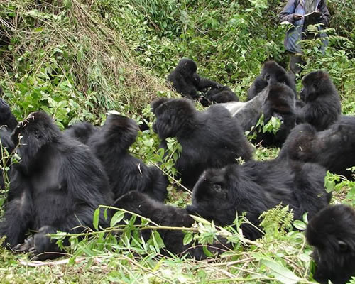 gorilla safari holidays