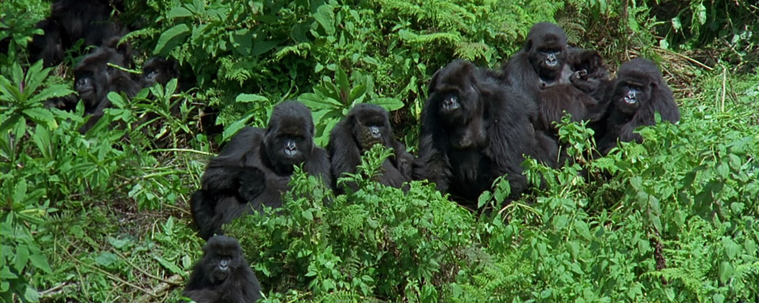 Gorilla Safaris in Rwanda