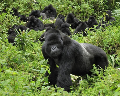 gorilla safari holidays