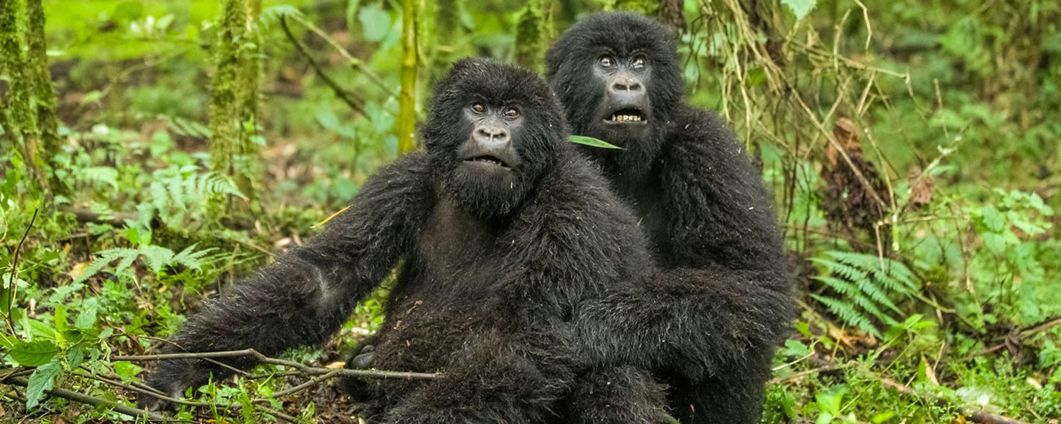 Uganda Gorilla Trek